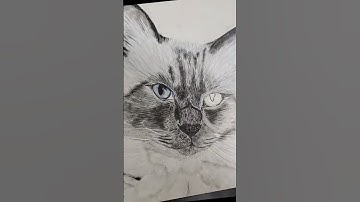 Collab Coloring cat eyes!  #art #drawing #cat #viral #artist #anything #sketch #warriorcats