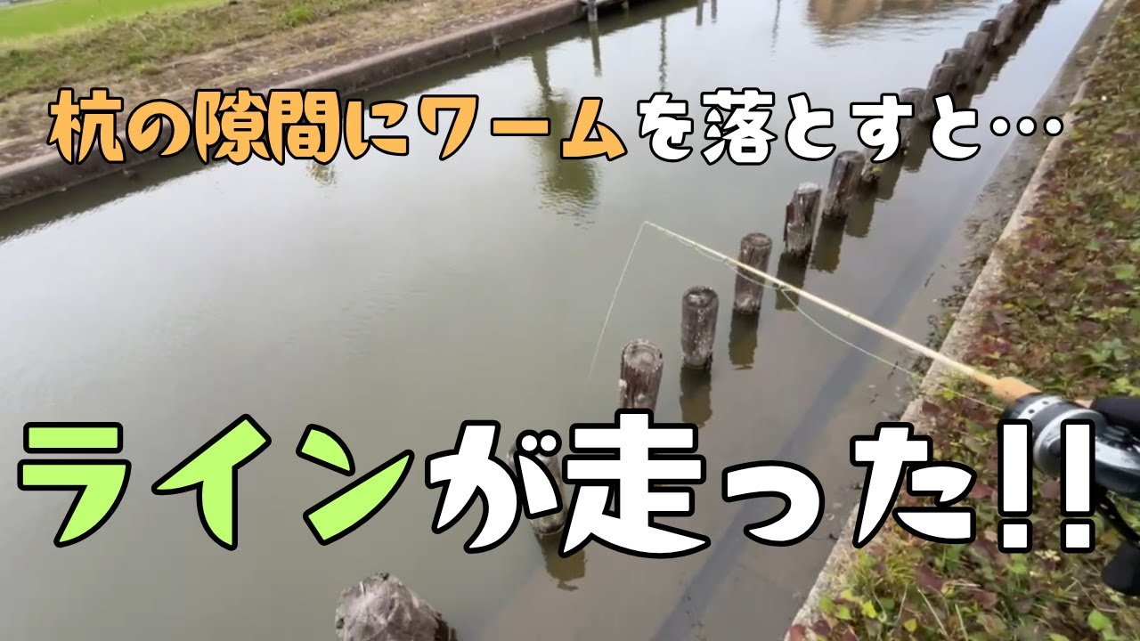 【バス釣り】与田浦水系で千本杭ノック🎣🐸【2025年5月27日】