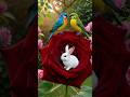 Magical Nature Fantasy | Beautiful Birds, Bunnies &amp; Flowers | Peaceful Relaxing Video#nature #birds