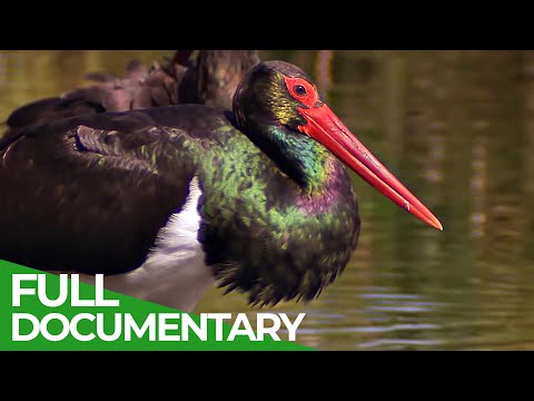 Видео: Stork цэцэрлэгийн дүрс: үүрэнд чимэглэлийн өрөвтас болон бусад барималууд. Зуны оршин суух зориулалттай мастер ангийн дагуу өөрийн гараар баримал хэрхэн хийх вэ?