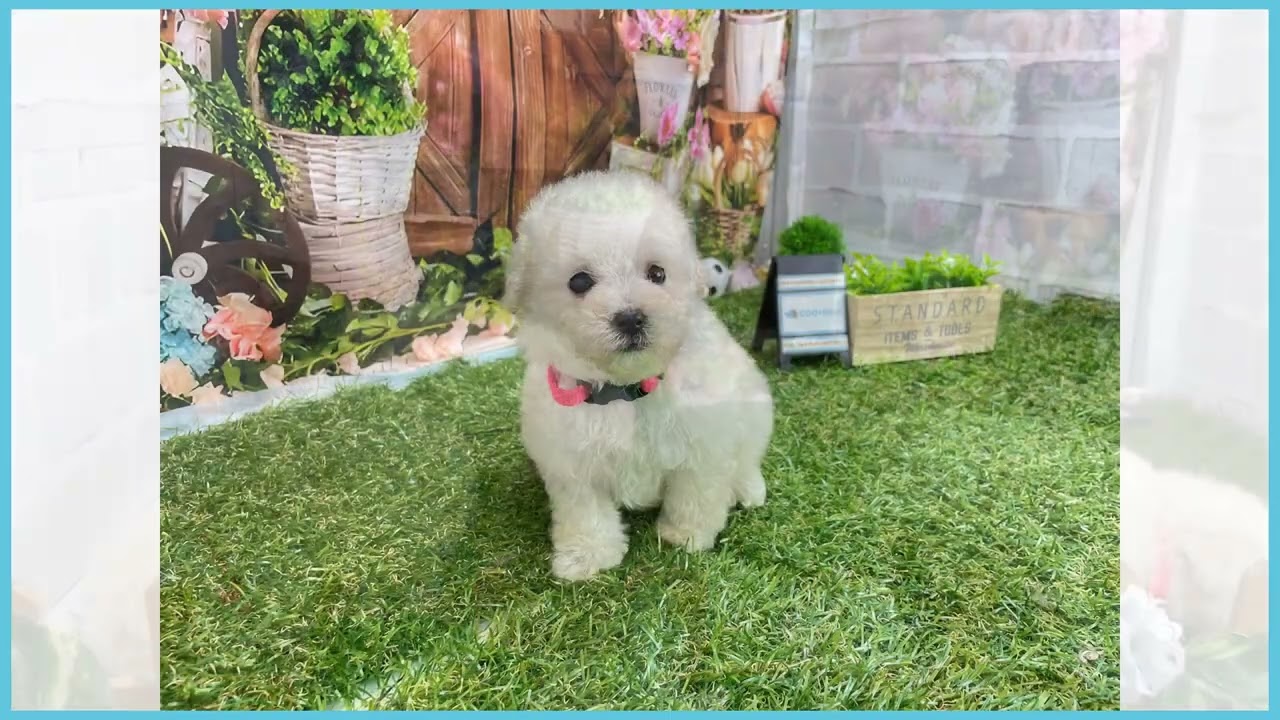 748358 T・プードル - YouTube