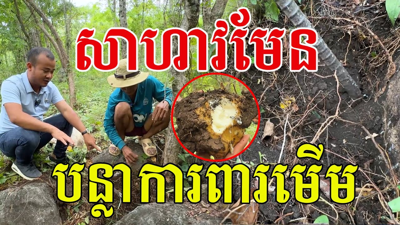 ខ្លាំងមែន​ ចេះនុ៎ះចេះ បន្លាការពារមេីមវែងៗណាស់