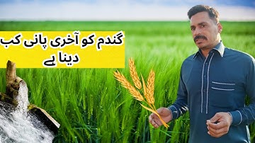 last irrigation in wheat crop | گندم کو آخری پانی کب لگائیں