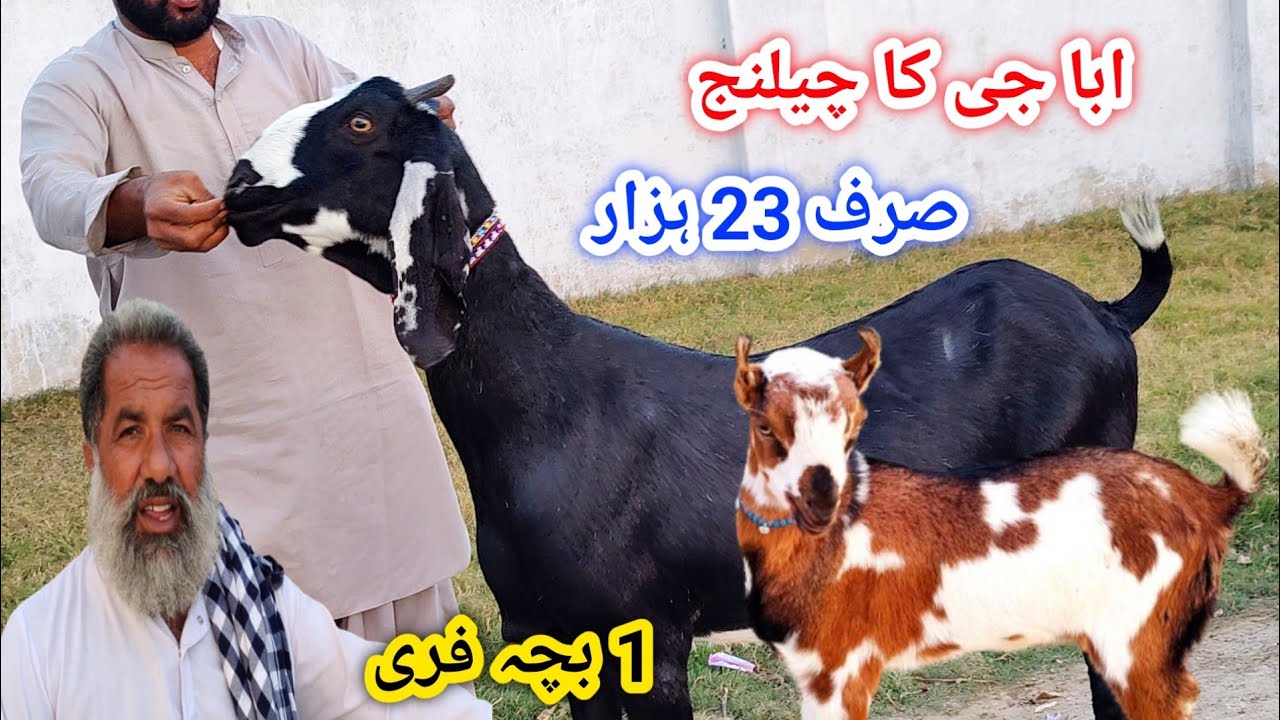 اج ابا جی نے چیلنج کر دیا 10 بکریوں کے ساتھ ایک بچہ فری صرف 23 ہزار میں ...