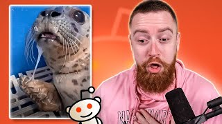 animais sendo BOBOS | Quartas-Reddit #59