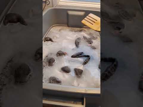 Laundry Stripping How To!
