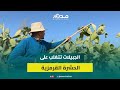 المحافظة على 34 هكتارا من الصبار المغربي الأصيل الهندية بمنطقة الجبيلات تقاوم الحشرة القرمزية المحافظة على 34 هكتارا من الصبار المغربي الأصيل الهندية بمنطقة الجبيلات تقاوم الحشرة القرمزية