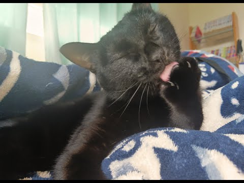 【猫動画】のほほん、ニャンコ三昧〜にゃんともパレード〜#猫動画#猫#428