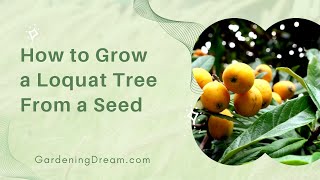 How to Grow a Loquat Tree From a Seed?
