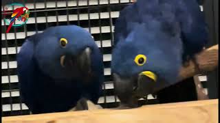 Hyacinth Pair Available -Reliable Source (Not Me) | #parrot_bliss #hyacinthmacaw by Parrot Bliss 385 views 3 weeks ago 51 seconds