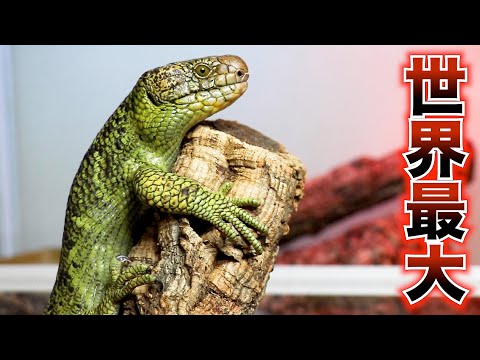 Large maintenance of the monitor lizard !【Corucia zebrata】 - YouTube