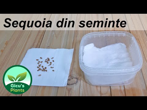 Incerc sa cresc Sequoia din seminte -Cel mai inalt copac din lume - Ep 1 - Stratificarea