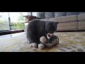 Chartreux Cat ( playing my favorite toy) の動画、YouTube動画。