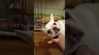 Good Girl -Month Old She Knows How To Pee On Her Own Pad.