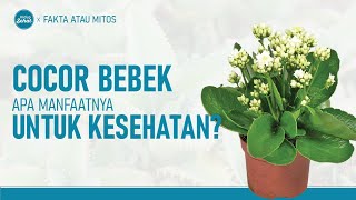 Apa Khasiat Tanaman Cocor Bebek Untuk Kesehatan? | Fakta atau Mitos