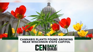 Cannabis Plants Found Growing Near Wisconsin State Capitol by Cannabis Equipment News 50 views 11 days ago 1 minute