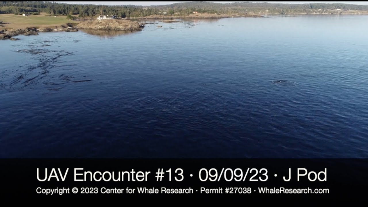 Center for Whale Research