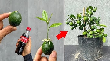FUTURE TECHNIQUE for propagating lemons using coca cola, growing strongly