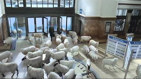 thetrainline.com sheep ad mobile app