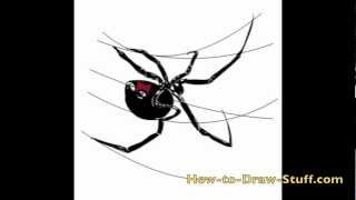 How to Draw a Black Widow Spider Step By Step