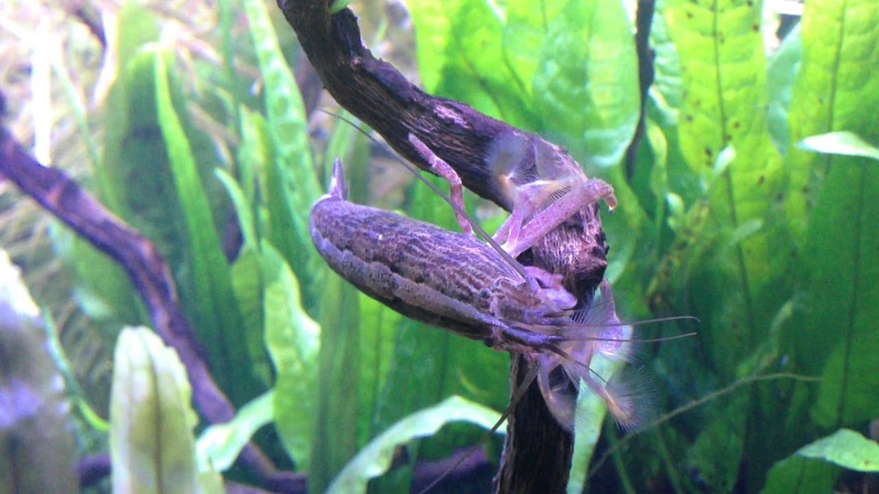 Bamboo shrimp fan feeding