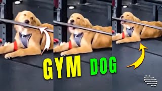 Dog Licking a Bar at the Gym