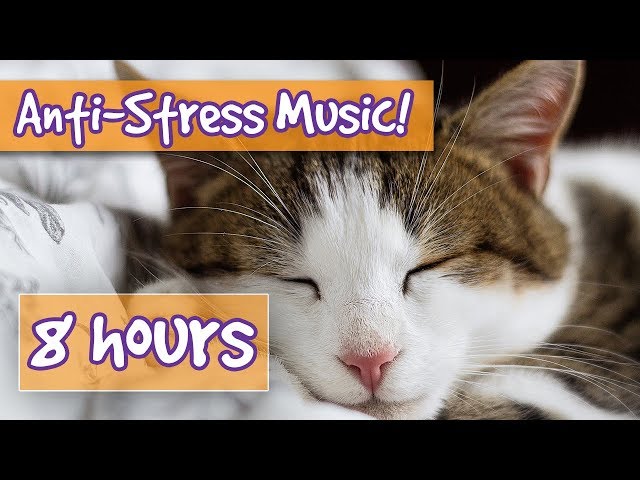 Songs for Nervous Cats! Soothing Music to Calm Your Hyperactive, Anxious Cat and Help with Sleep! 🐈 class=