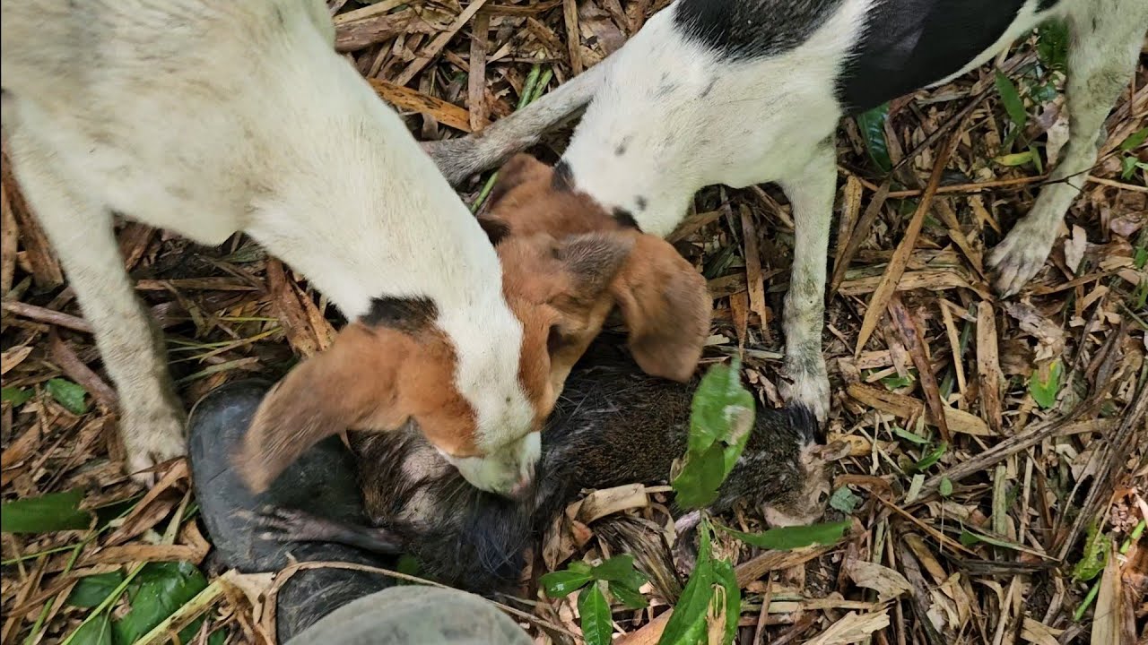 Holiday Agouti Hunt With Some Of My 5 Months Old Pups 