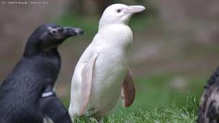 🐧 Pingwin albinos Kokosanka - jedyny na świecie  (Zoo Gdansk Oliwa) |  Albino penguin