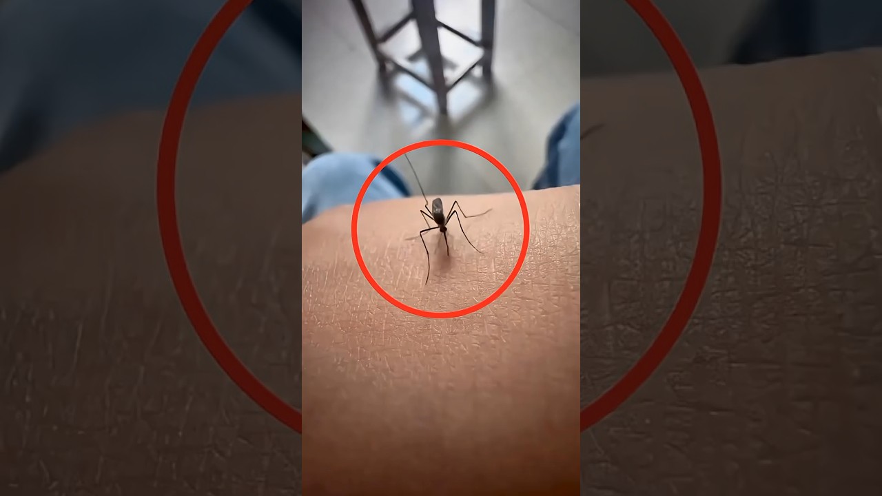 Animals That Kill More Humans Than You Think 