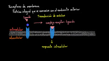 ¿Qué controla la activación de los receptores de membrana?