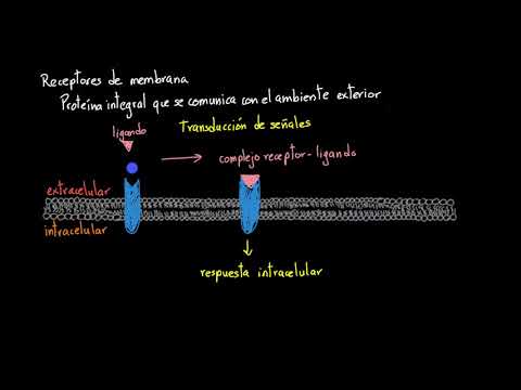 Video: ¿De qué están hechos los receptores de la membrana celular?