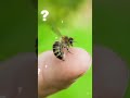 डंक मारने के बाद मधुमक्खी क्यों मर जाते है | Why Bees Die After They Sting You