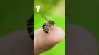 डंक मारने के बाद मधुमक्खी क्यों मर जाते है | Why Bees Die After They Sting You