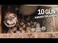 10 GÜN BILDIRCIN YUMURTALARINI TOPLAMADIM VE SONUÇ!