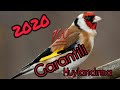 Saka kuşu huylandırma 2020  %100 Garantili Goldfinch .
