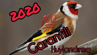 Saka kuşu huylandırma 2020  %100 Garantili Goldfinch .