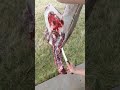 Butchering a Deer - Breaking