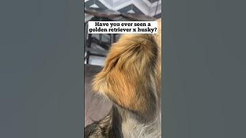 Have you ever seen this special golden retriever mix? #goldenretriever #husky #dog #shorts