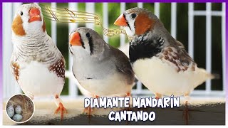 Zebra finches singing