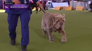 Neapolitan Mastiffs | Breed Judging 2024