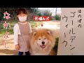 【元噛み犬】秋田犬 大吉と４歳少女 心優ちゃんのほのぼのゴールデンウィーク