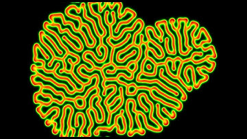 Reaction diffusion simulation
