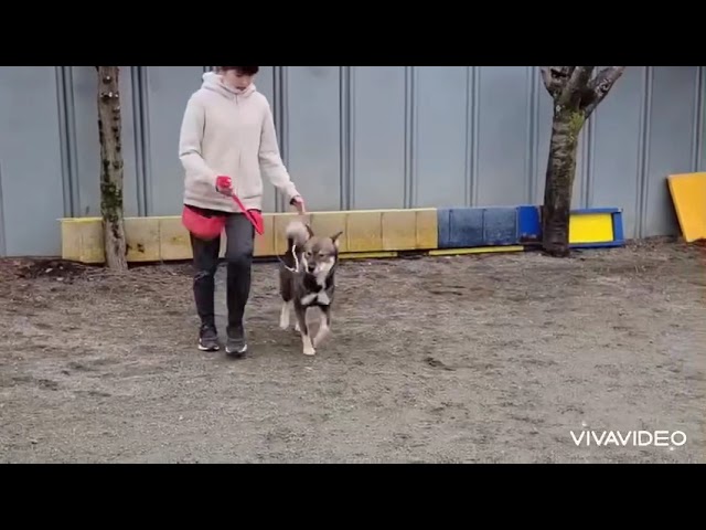 四国犬銀次 脚側行進の曲がり角の練習 Youtube