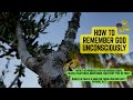 How to Remember God Unconsciously – My Olive Tree Story