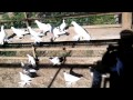 голуби туркестана алимжан 8775 966 69 69