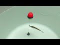 How To Make Swivel Dropshot Rig -جهاز التسديد بالرصاص الدوار - Plataforma gi