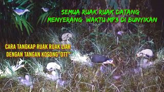 Download Lagu GILA !!! terlalu banyak ruak ruak di sini sampai kewalahan nangkapnya MP3