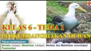 Tematik Kelas 6 Sd Tema 1 Subtema 2 Hewan Sahabatku Tematik Kelas 6 Sd Tema 1 Subtema 2 Hewan Sahabatku