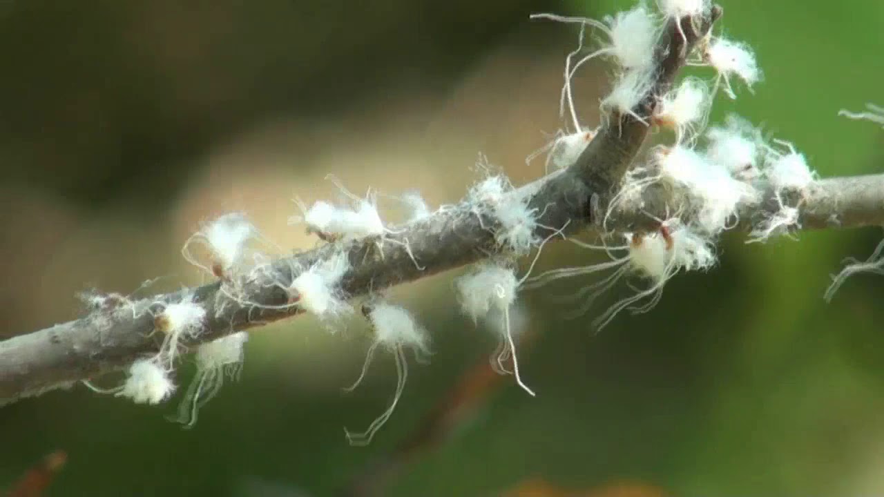 Woolly Aphids: What's That Fuzzy, Fluffy White Stuff on My Tree? - Dengarden